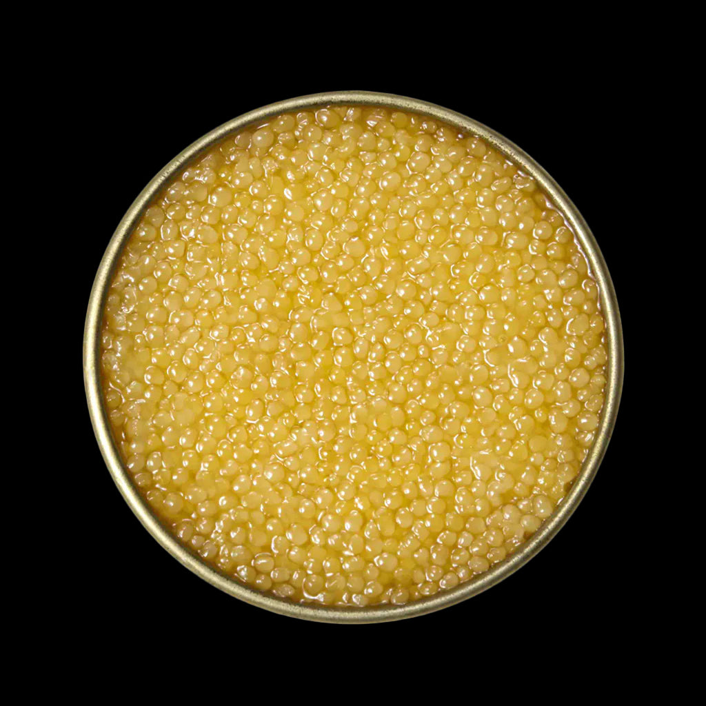 Royal Albino Gold